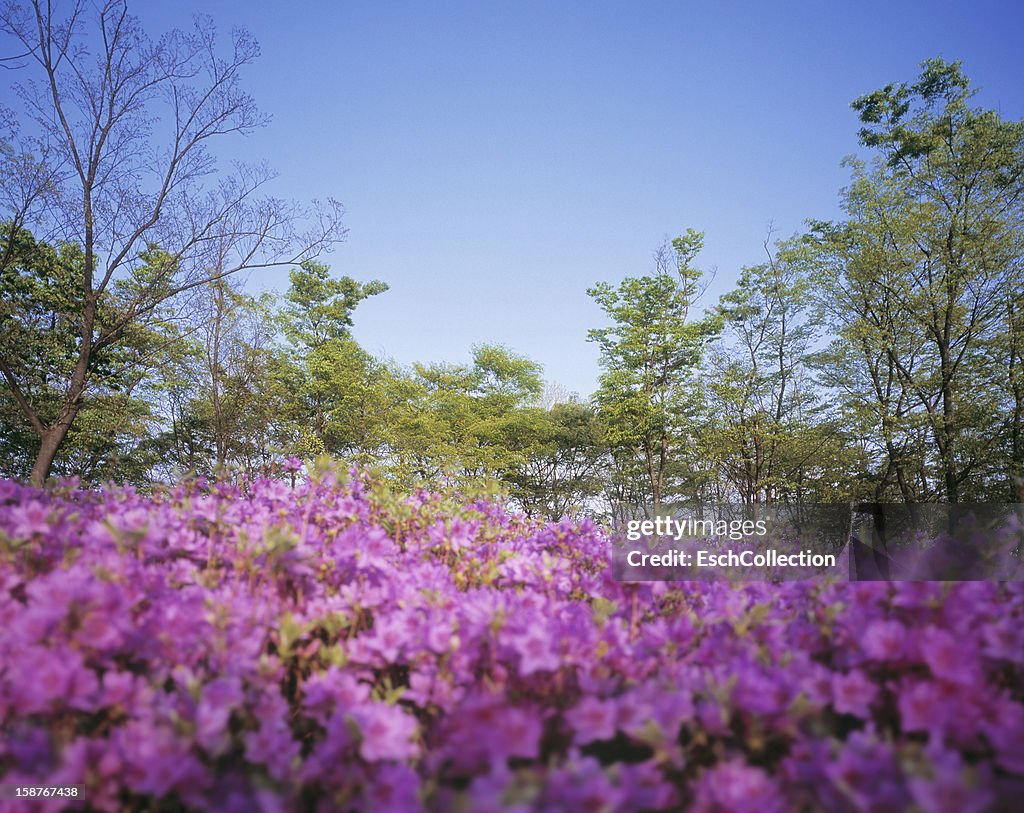 Pink flowers and trees with green spring foliage