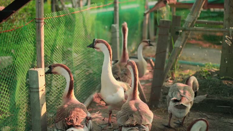 Geese Ranching 111 Wing Ranch Stock Videos, Footage, & 4K Video Clips - Getty Images
