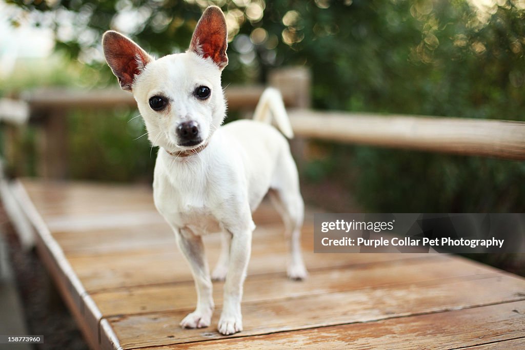 Chihuahua Outdoors