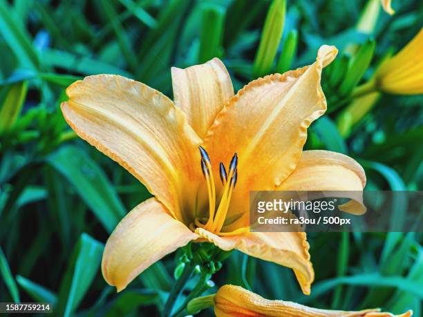 close-up of day lily blooming outdoors,russia - taglilie stock-fotos und bilder