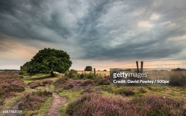 trees on field against sky - king's lynn stock pictures, royalty-free photos & images