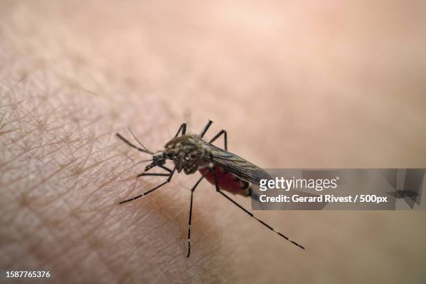 close-up of insect on hand - dengue fotografías e imágenes de stock