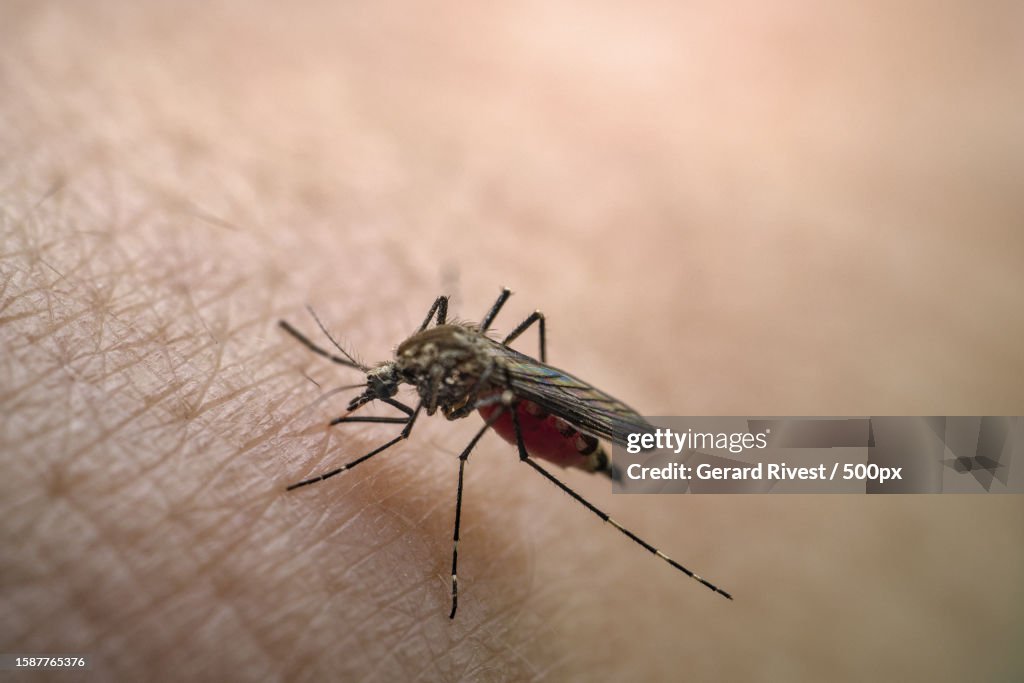 Close-up of insect on hand