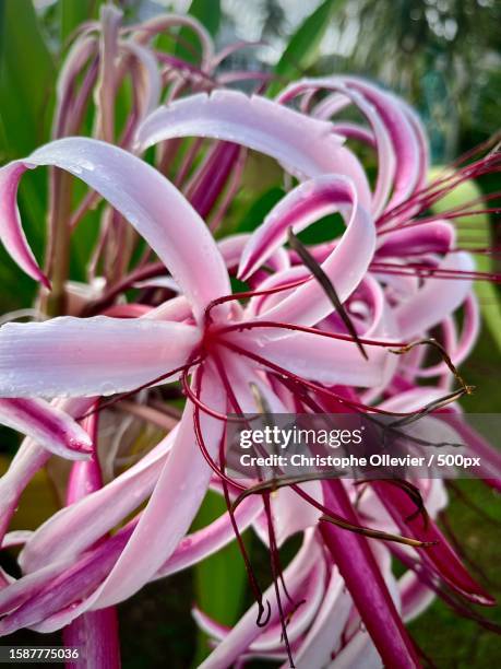 close-up of pink flowering plant,les abymes,guadeloupe - abymes guadeloupe photos et images de collection