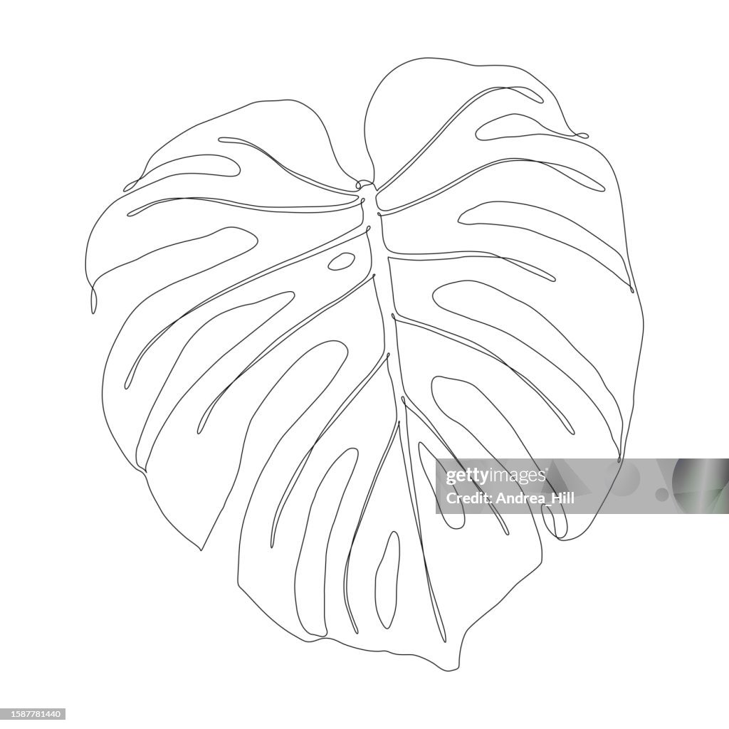 Continuous Line Drawing of a Monstera Leaf with Editable Stroke
