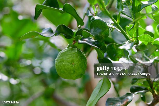 close-up of fruits growing on tree - sugar apple stock pictures, royalty-free photos & images