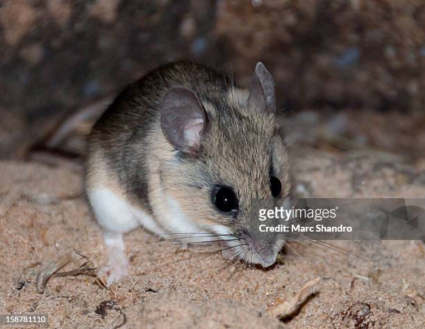 the camp deer mouse - peromyscus leucopus imagens e fotografias de stock