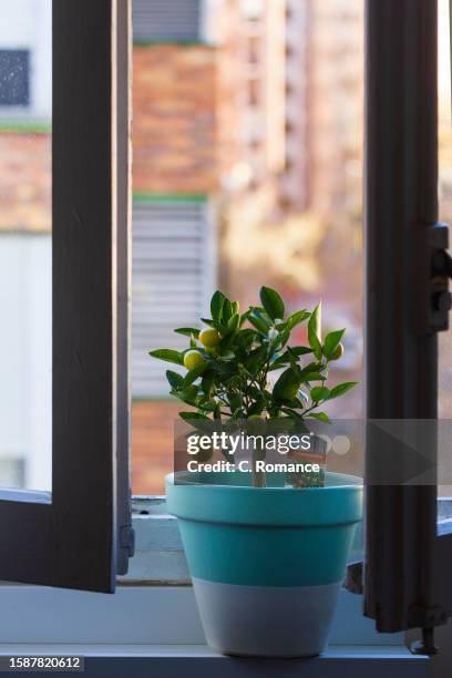 calamondin pot in a window - calamansi stock-fotos und bilder