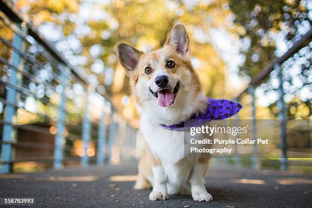 smiling dog with bandana - pembroke welsh corgi puppy foto e immagini stock