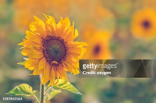August Yellow Sunflowers on blurred nature field flowers background