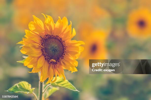 august yellow sunflowers on blurred nature field flowers background - setembro imagens e fotografias de stock