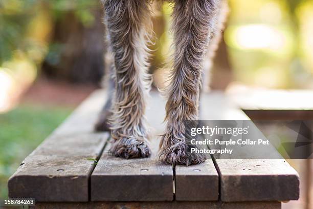 dog paws on park bench - tierischer fuß stock-fotos und bilder