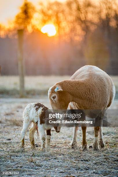 morning newborn - lamb stock-fotos und bilder