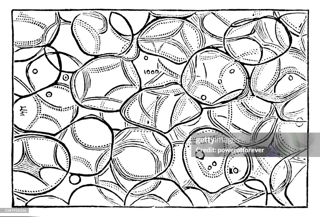 Medical Illustration of Human Adipose Connective Tissue (Body Fat) - 19th Century
