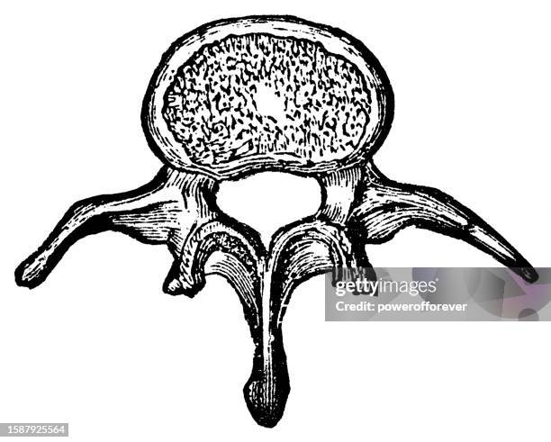 medical illustration of human lumbar vertebrae bone - 19th century - lumbar vertebra stock illustrations