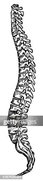 medical illustration of human spine bones - 19th century - bones stock illustrations