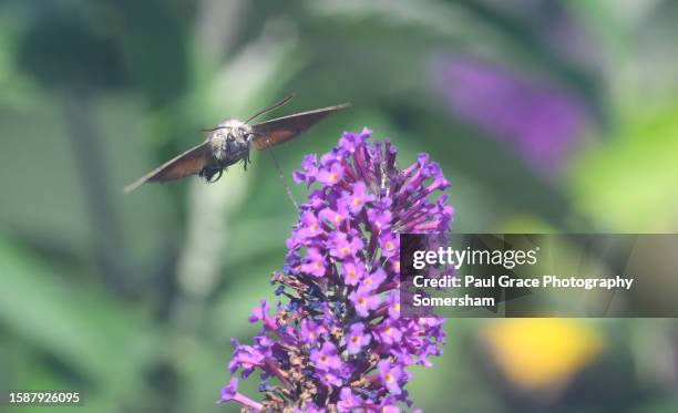 hummingbird hawk-moth (macroglossum stellatarum) on buddleia (buddleja davidii) - butterfly bush stock pictures, royalty-free photos & images