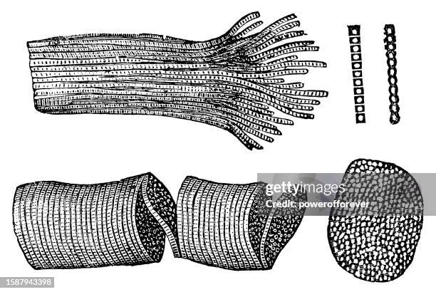 medical illustration of human muscle fiber at various levels of magnification - 19th century - myofibril stock illustrations