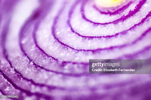 abstract full-frame shot of a half purple onion, backgrounds. - gemüsezwiebel stock-fotos und bilder