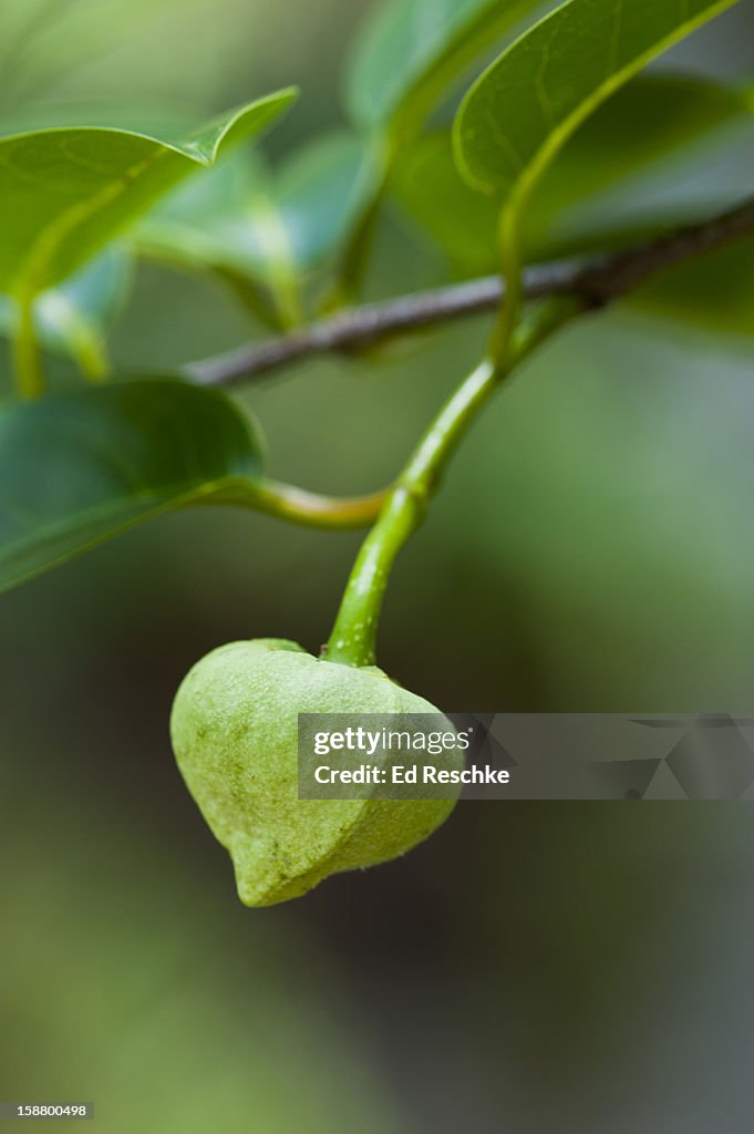 Pond Apple or Alligator-apple (Annona glabra)