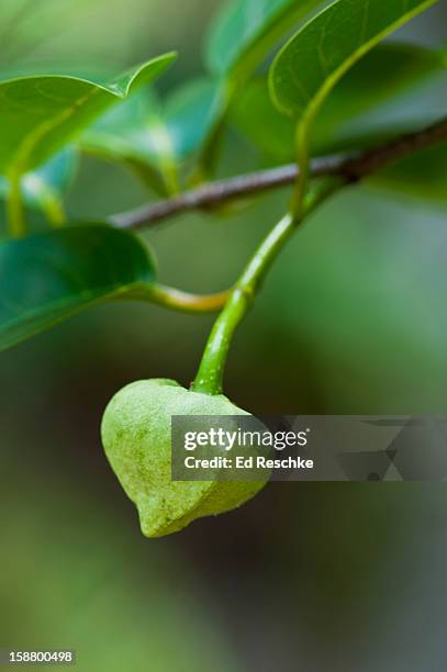 pond apple or alligator-apple (annona glabra) - annona glabra stock pictures, royalty-free photos & images
