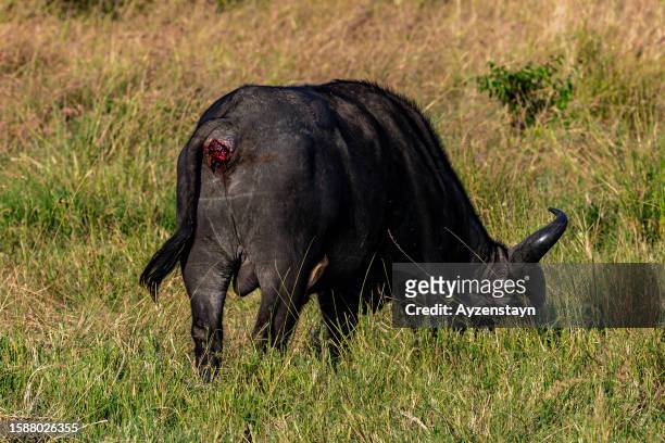 african buffalo grazing in wildlife, buffalo has been attacked on its anus freshly by lion and anus is bleeding and also covered in blood. - cape buffalo stock pictures, royalty-free photos & images