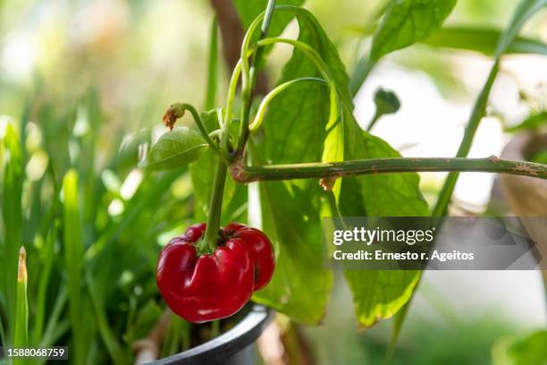 red pepper hanging on the plant - hanging chili peppers stock pictures, royalty-free photos & images