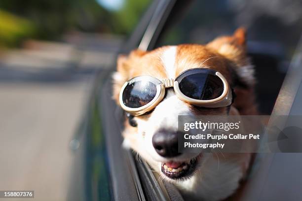 dog riding in car - dog in car photos et images de collection