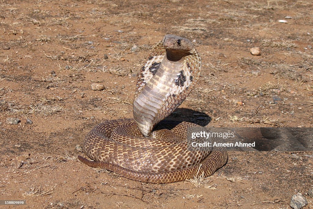 Indian cobra - Hooded beauty
