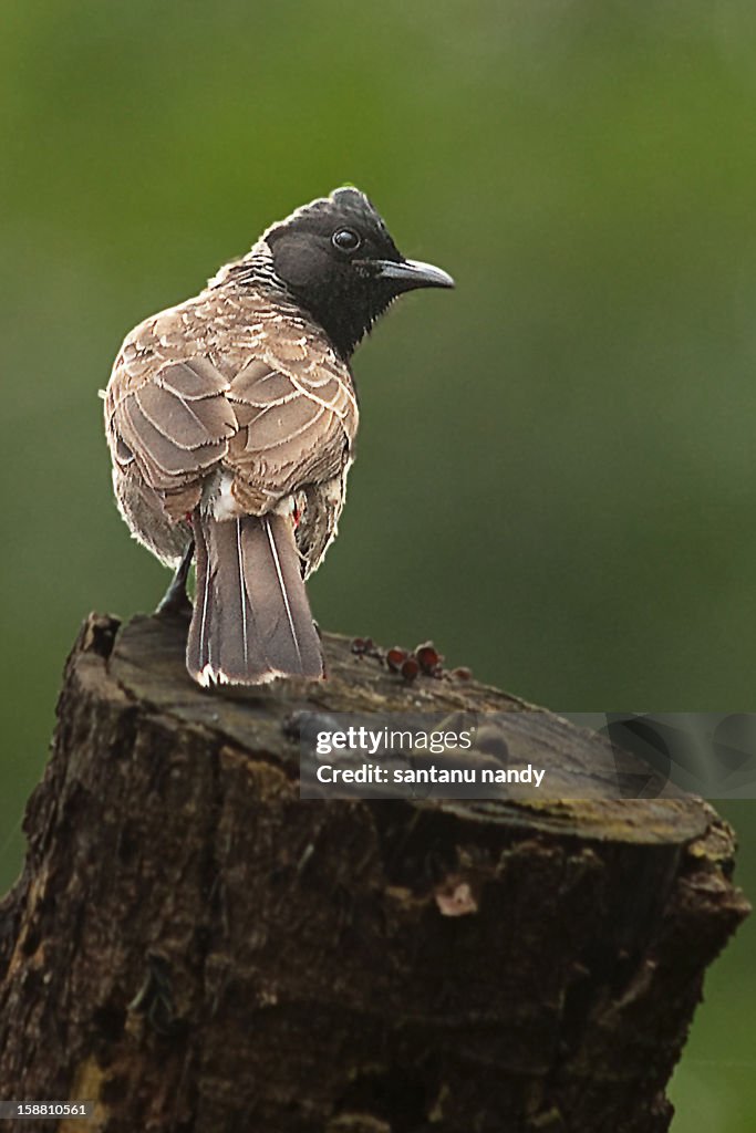 Red Vented Bulbul.