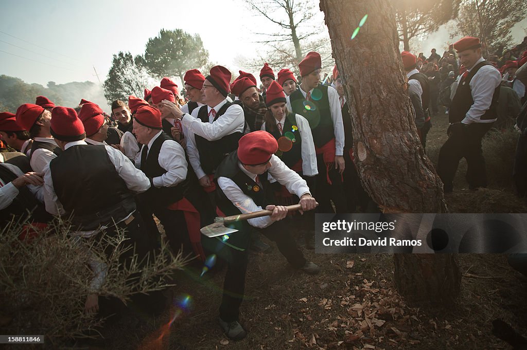 La Festa Del Pi De Centelles