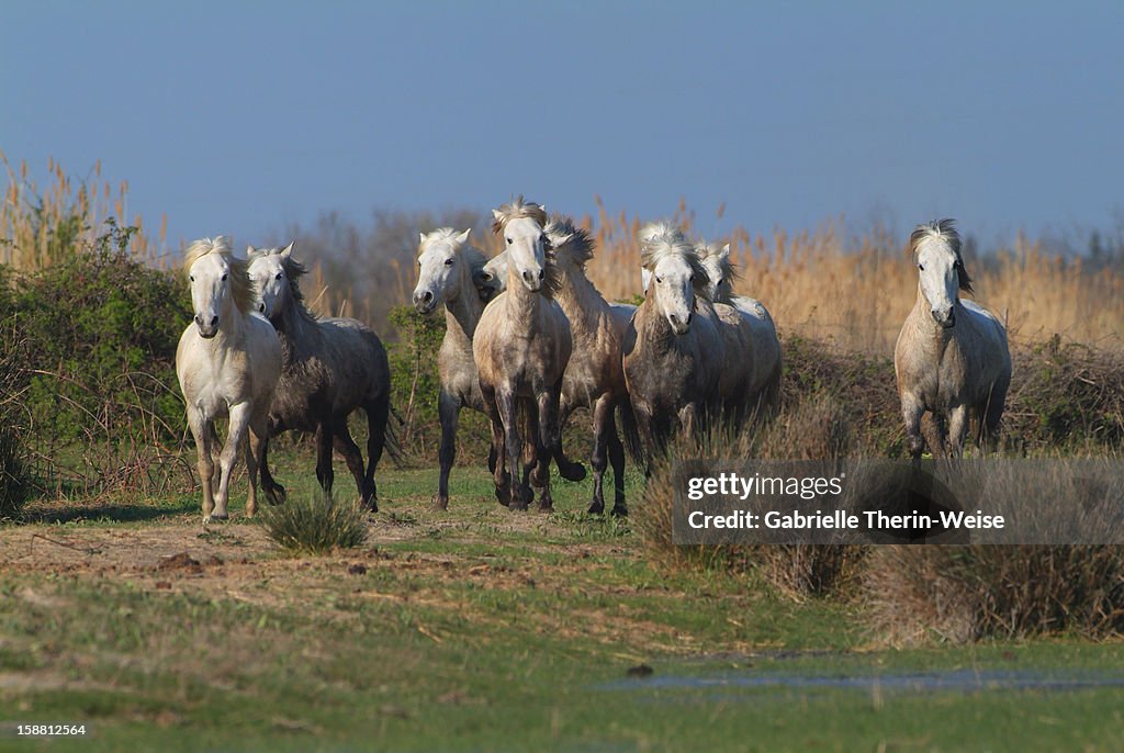 Camargue horses running in marshland