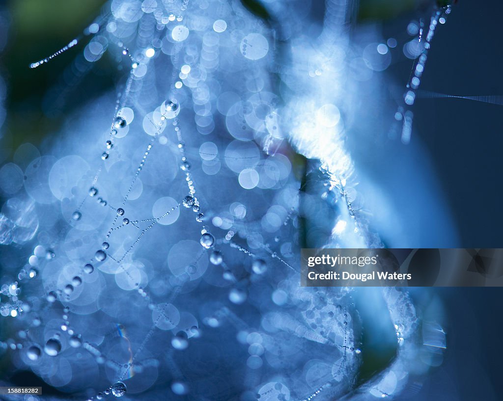 Morning dew on a spiders web, close-up
