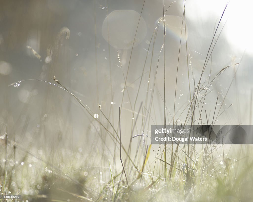 View through grasses on a misty morning