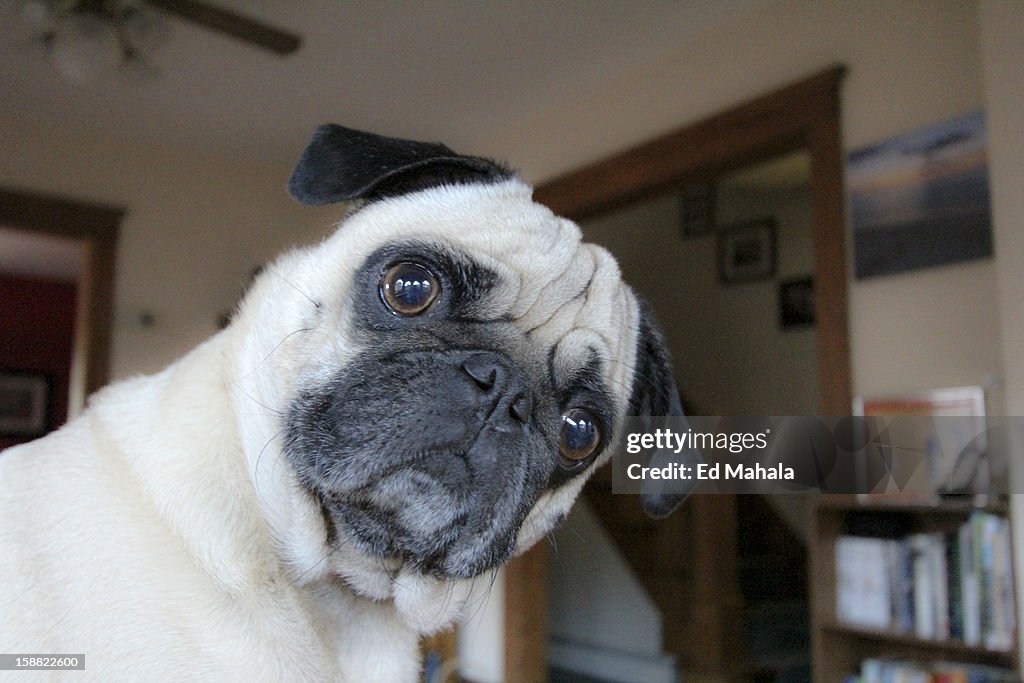 Pug dog with head turned.