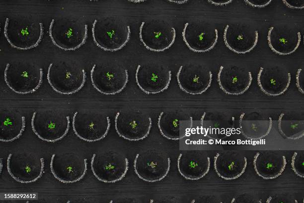 traditional vineyards in lanzarote. aerial view - lanzarote fotografías e imágenes de stock