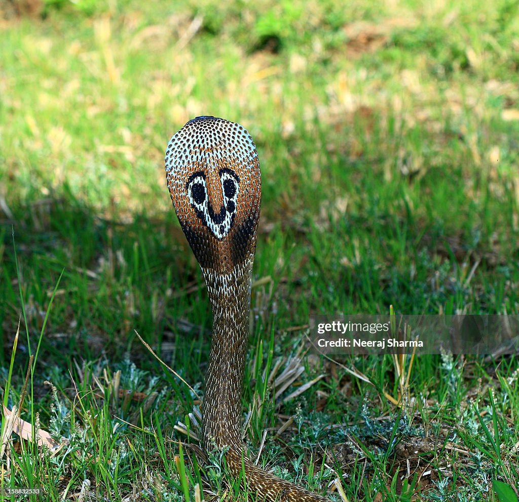 Indian Cobra Hood