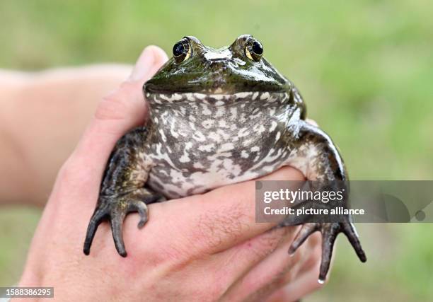 August 2023, Rhineland-Palatinate, Hördt: At an informational meeting of the Struktur- und Genehmigungsdirektion Süd on the bullfrog, a live captive...