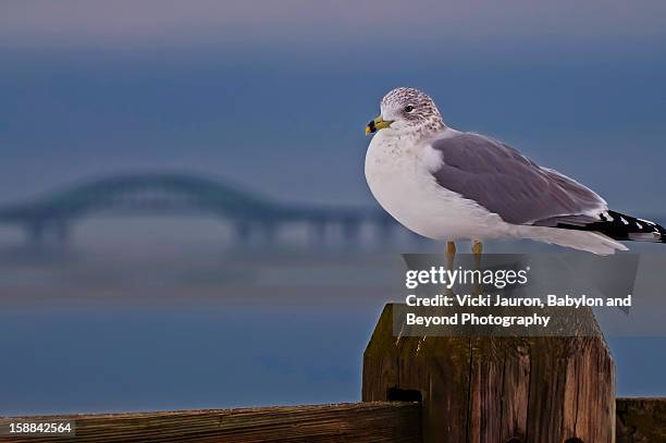 seagull at the forefront - robert moses bridge stockfoto's en -beelden