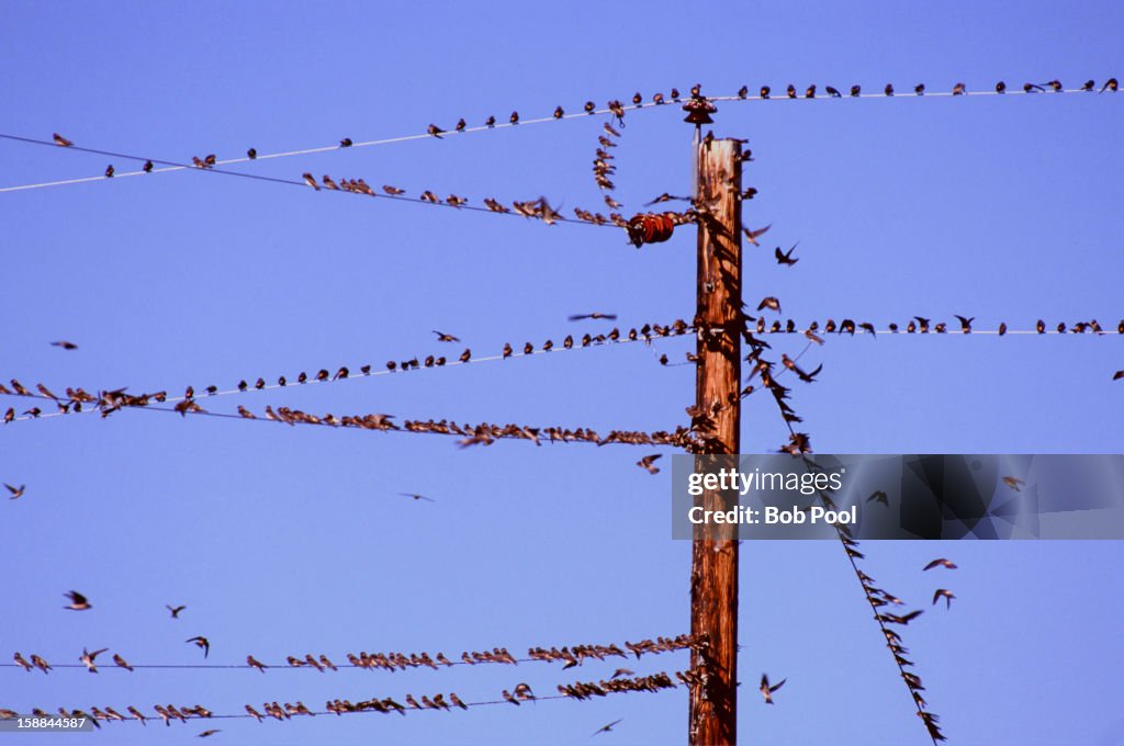 Swallow birds on power lines
