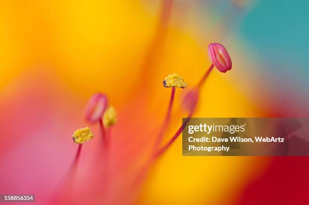 stamen - dave wilson webartz stock pictures, royalty-free photos & images