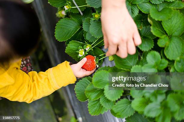 strawberry - chandler strawberry stock pictures, royalty-free photos & images