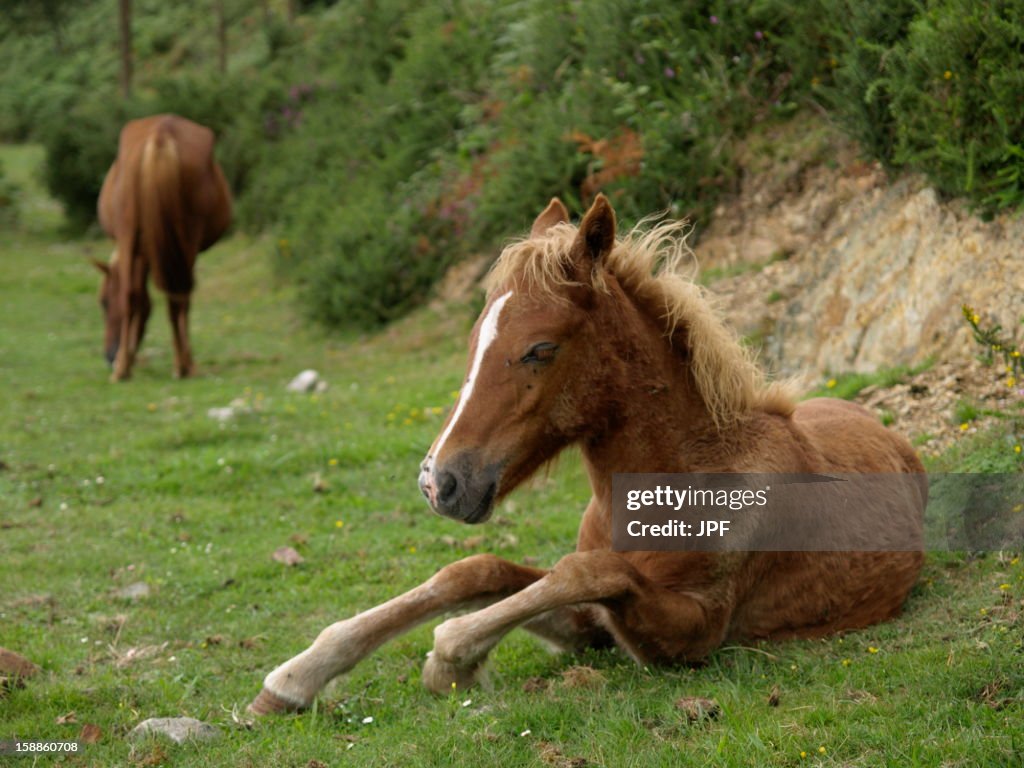 Caballos