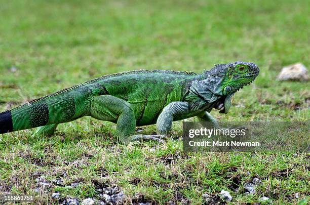 green iguana, walking in grass - green iguana stock pictures, royalty-free photos & images