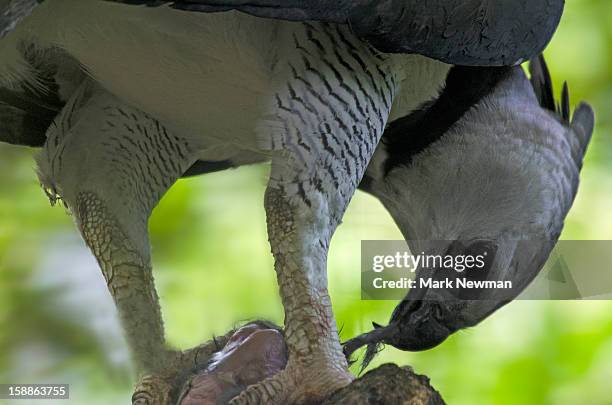 harpy eagle,eating prey - harpy eagle 個照片及圖片檔