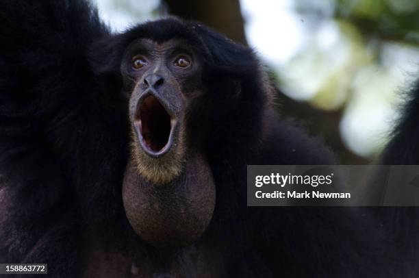 siamang male calling,throat pouch - gibbon stock pictures, royalty-free photos & images