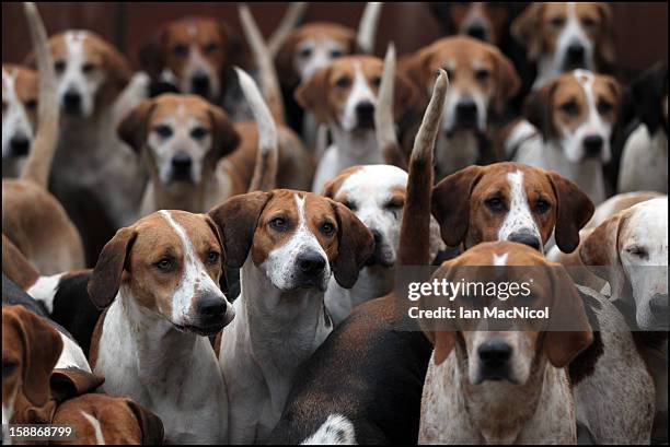 The Duke of Buccleugh's Fox hounds eagerly await being released from their kennels to take part in a fox hunt on November 08, 2011 in St Boswells,...