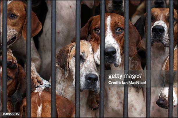The Duke of Buccleugh's Fox hounds eagerly await being released from their kennels to take part in a fox hunt on November 08, 2011 in St Boswells,...
