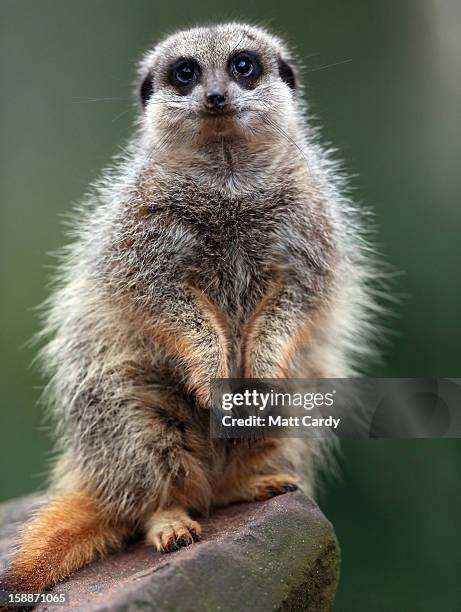 Meerkat watches as Sarah Hall counts them as part of the annual stock take at Bristol Zoo on January 2, 2013 in Bristol, England. The annual animal...