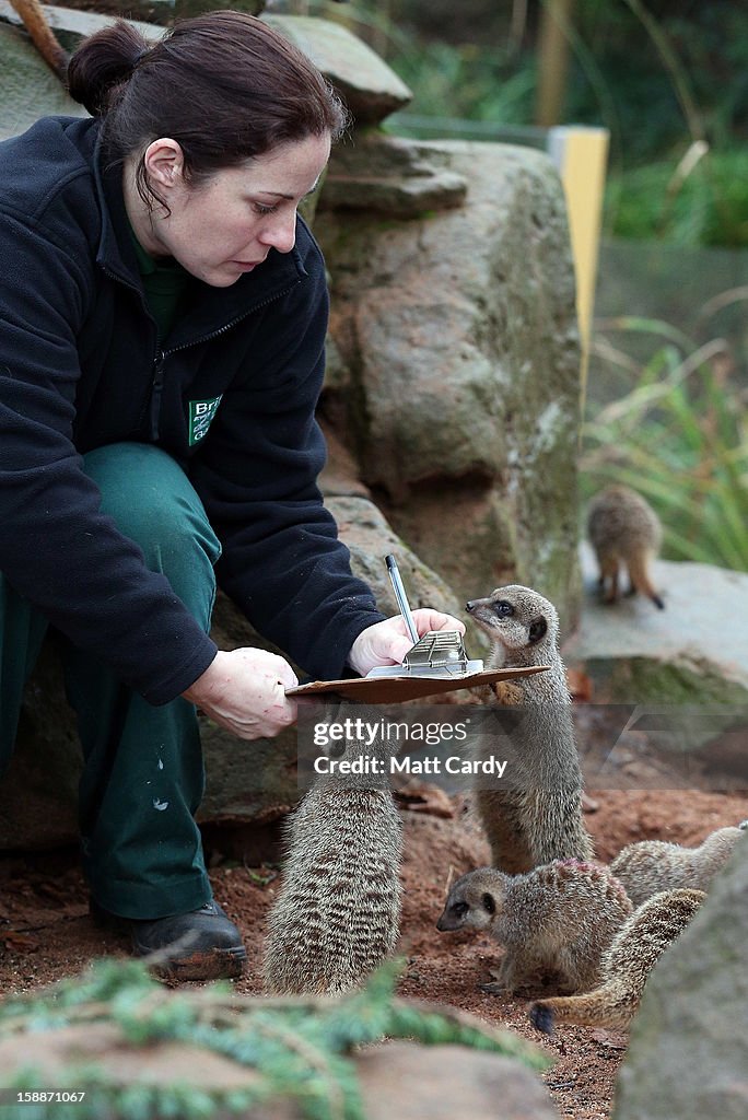 Staff At Bristol Zoo Conduct Their Annual Stocktake Of The Animals